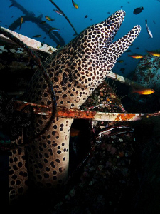 Spotted Moray, Tulamben by Doug Anderson 